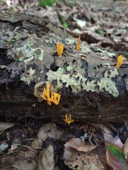 Calocera viscosa