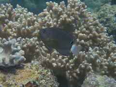 Pomacentrus bankanensis