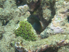 Cirripectes imitator