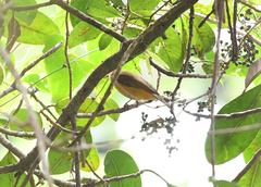 Mionectes macconnelli