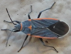 Melacoryphus lateralis