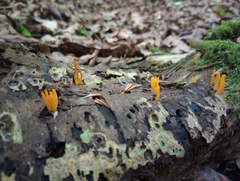 Calocera viscosa
