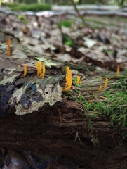 Calocera viscosa