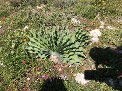 Boophone haemanthoides