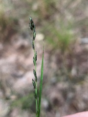Tripogonella loliiformis