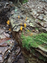 Calocera viscosa