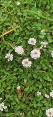Lantana montevidensis