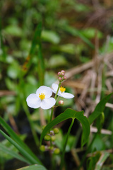 Sagittaria trifolia