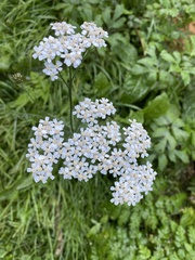 Achillea millefolium
