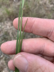 Tripogonella loliiformis