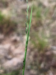 Tripogonella loliiformis