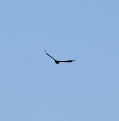Coracias benghalensis