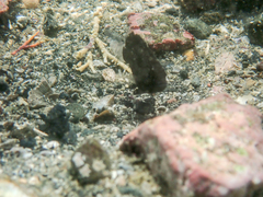 Plectorhinchus cinctus