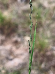 Tripogonella loliiformis