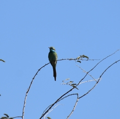 Merops cyanophrys