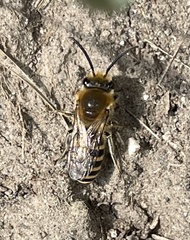 Colletes hederae