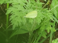 Eurema laeta