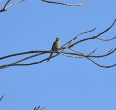 Merops cyanophrys