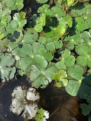 Marsilea mutica