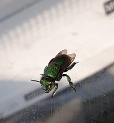 Euglossa