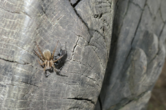 Trochosa