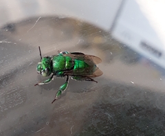Euglossa