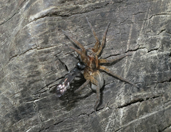 Trochosa