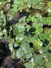 Marsilea mutica