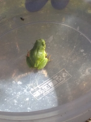 Hyla molleri