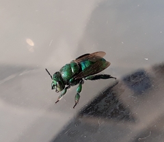 Euglossa