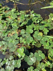 Marsilea mutica