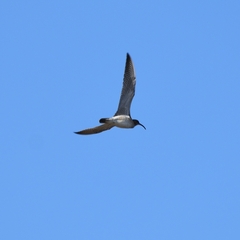 Numenius phaeopus