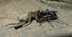 Trochosa