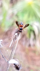 Anthidiellum perplexum