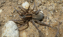 Trochosa