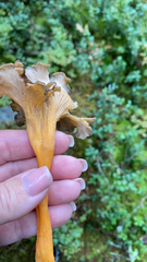 Craterellus lutescens