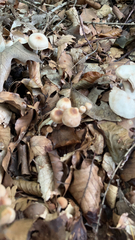 Gymnopus brassicolens