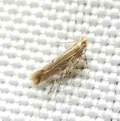 Cremastobombycia solidaginis