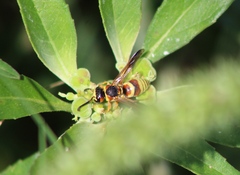 Euodynerus pratensis