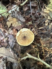 Verrucosporaceae