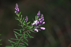 Comesperma