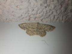 Scopula marginepunctata