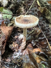 Verrucosporaceae
