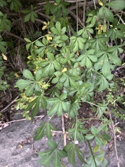 Eleutherococcus sieboldianus