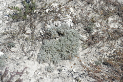 Artemisia hololeuca