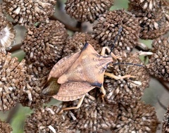 Carpocoris fuscispinus