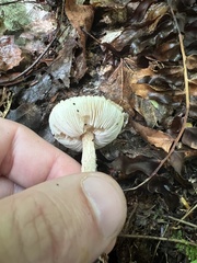 Verrucosporaceae