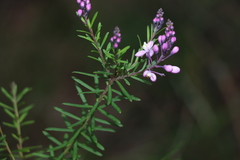Comesperma