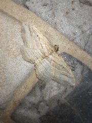 Costaconvexa polygrammata