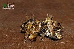 Callopistria repleta